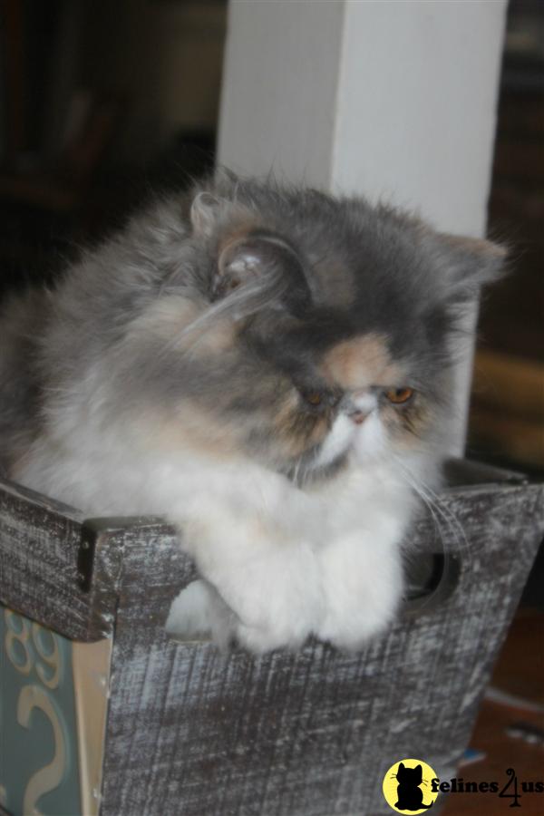 Kittens for Sale in California
