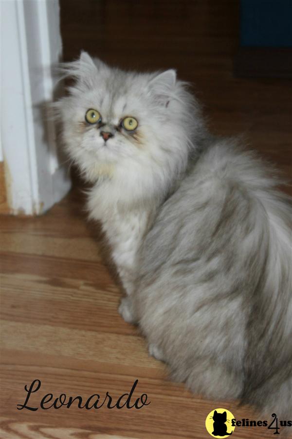 Kittens for Sale in California