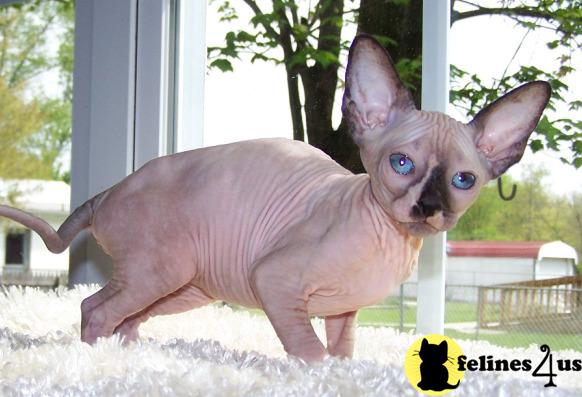 Sphynx Kittens