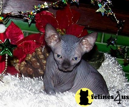 Adorable Sphynx Kittens