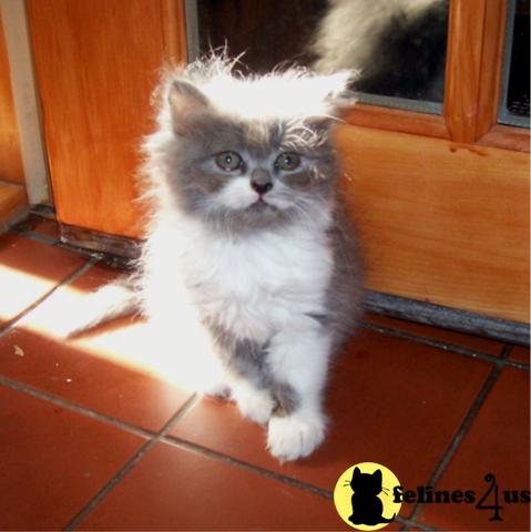 Kittens for Sale