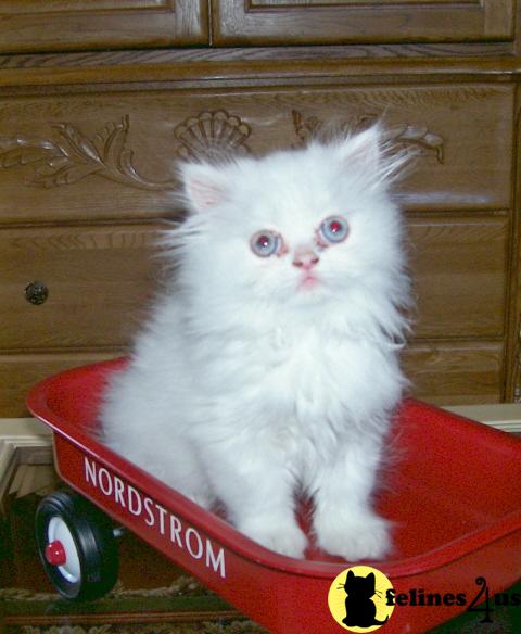 Blue eyed White Male