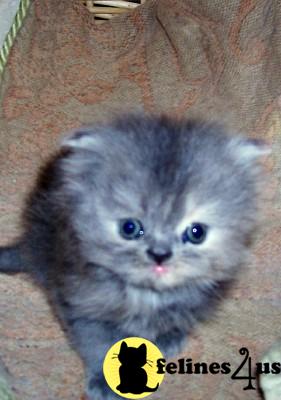 Blue/cream  Female 