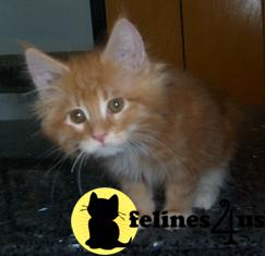 Free Kittens