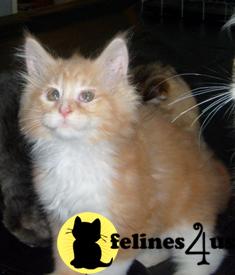Maine Coon Kittens