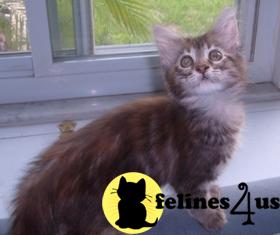 Maine Coon Kittens