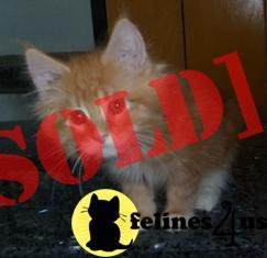 Beautiful Maine Coon Kittens Available