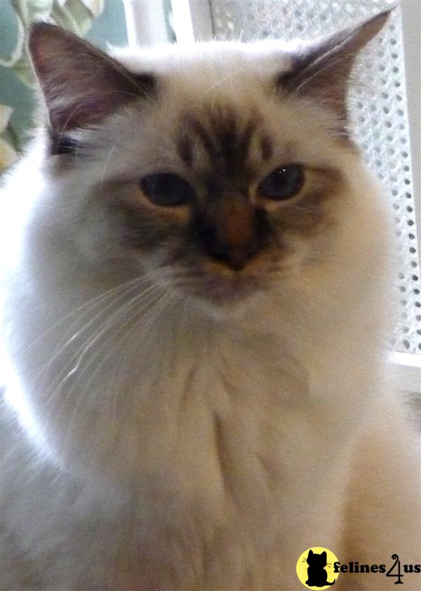 Kittens for Sale in Texas