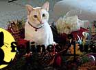 Cats for Sale