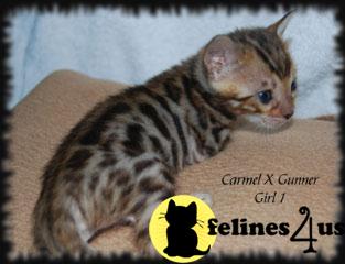 Bengal Kittens in Texas