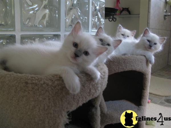 Kittens for Sale in California