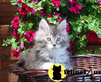 Maine Coon Kittens