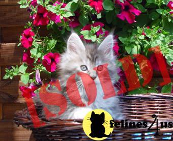 Alwaro Cattery