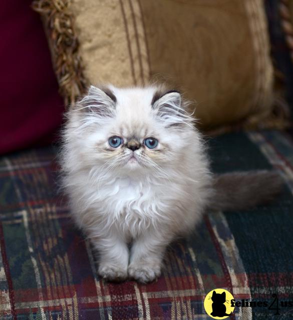 Kittens for Sale in Texas