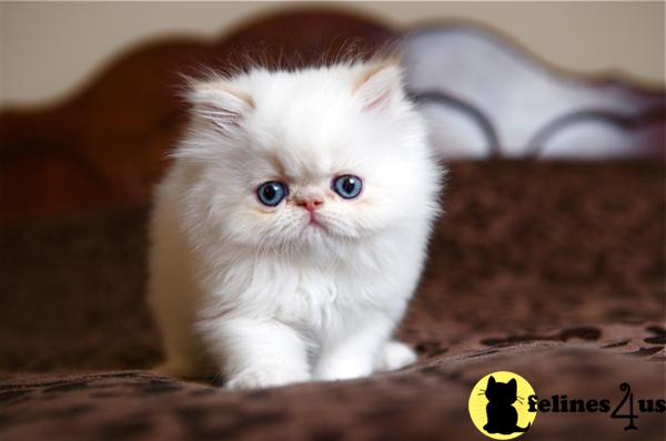 Kittens for Sale in Texas