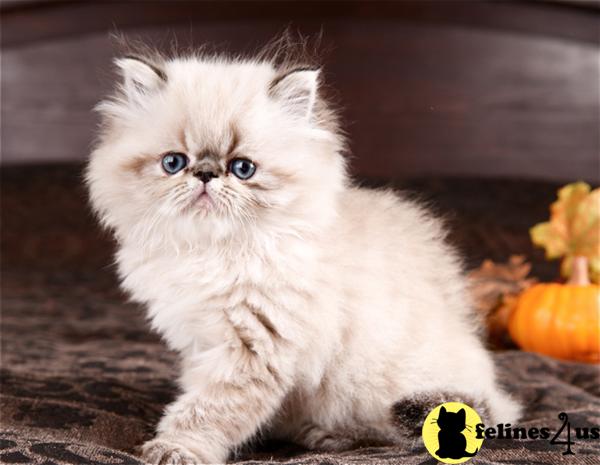 Himalayan Kittens