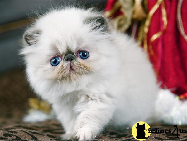 Kittens for Sale in Texas