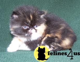 Kittens for Sale in West Virginia