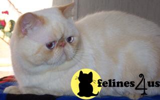 Kittens for Sale in West Virginia