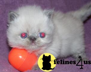 Kittens for Sale in West Virginia