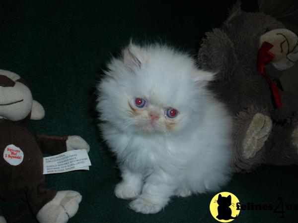 Persian Kittens