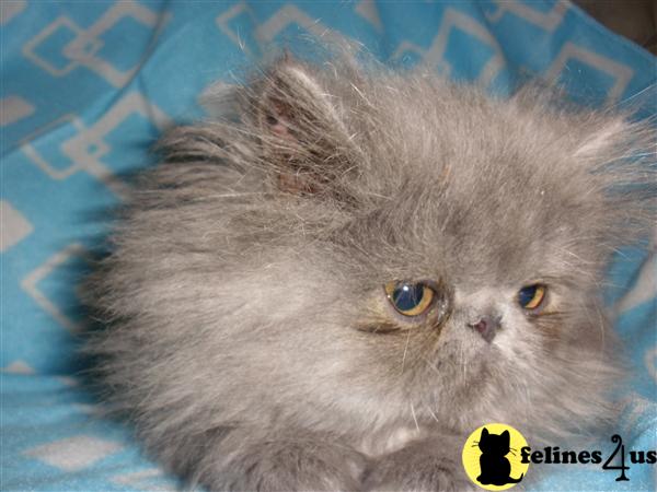 Kittens for Sale