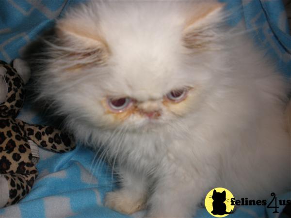 Kittens for Sale