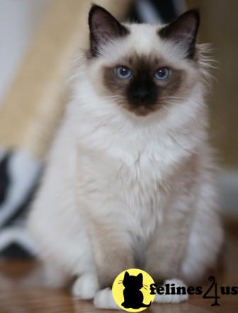 Kittens for Sale in Virginia