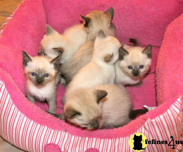 Kittens for Sale in Colorado