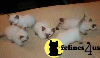 Siamese Kittens