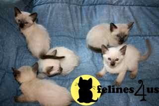 Siamese Kittens