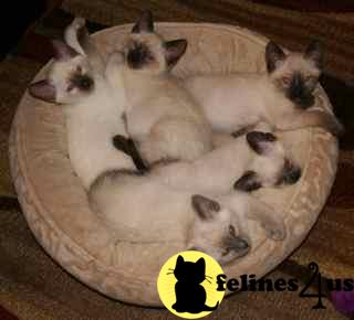 Siamese Kittens