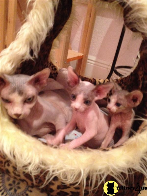 Sphynx Kittens