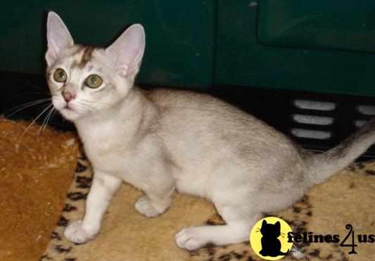 Burmese Kittens