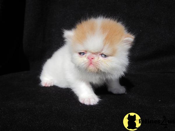 Kittens for Sale in Kansas