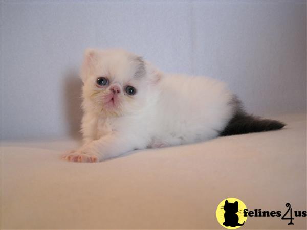 Kittens for Sale in Kansas