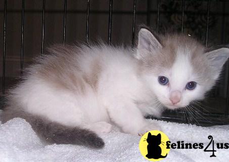 Kittens for Sale in Georgia