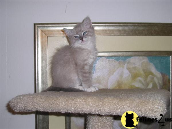 Kittens for Sale in Georgia