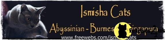 Ismisha Abyssinians Burmese Singapuras