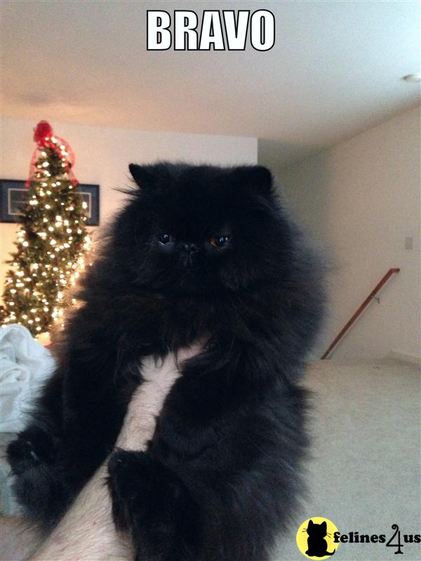 Cats for Sale