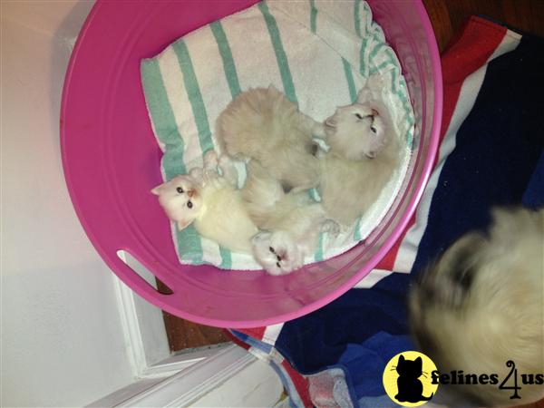 Himalayan Kittens