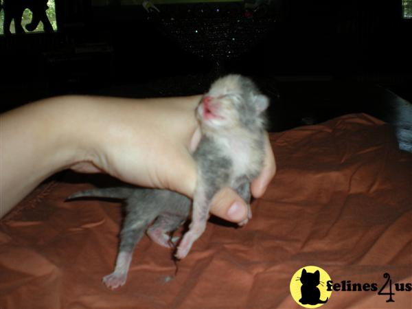 Kittens for Sale