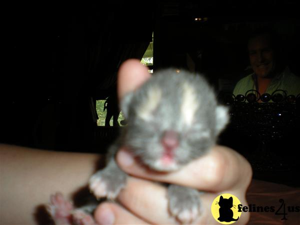 Kittens for Sale