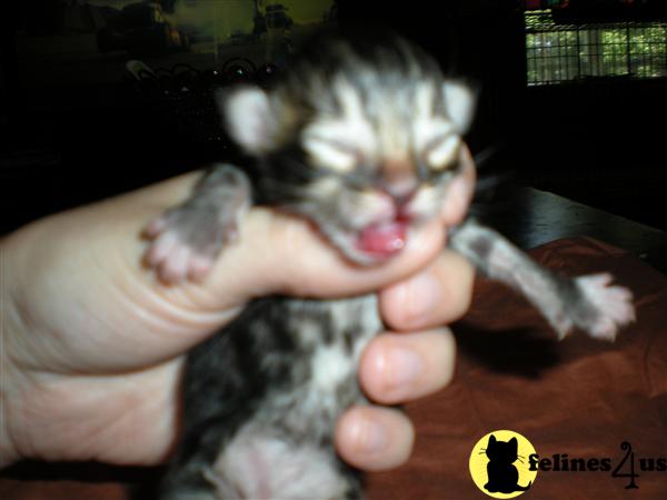 Kittens for Sale