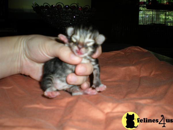 Kittens for Sale