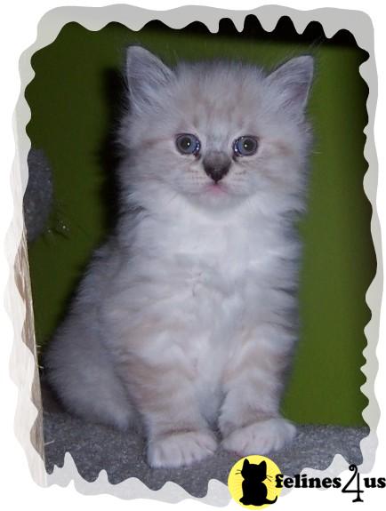 IL USA, Ragdoll Kittens