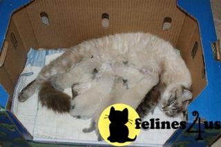 Ragdoll Kittens