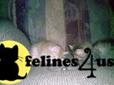 Siberian Kittens