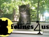 Siberian Kittens