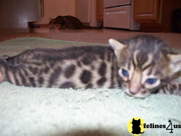 Kittens for Sale in Washington